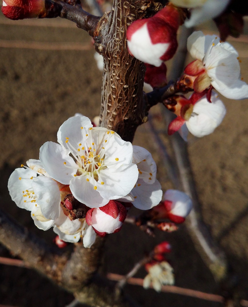 spring cherry flower free photo