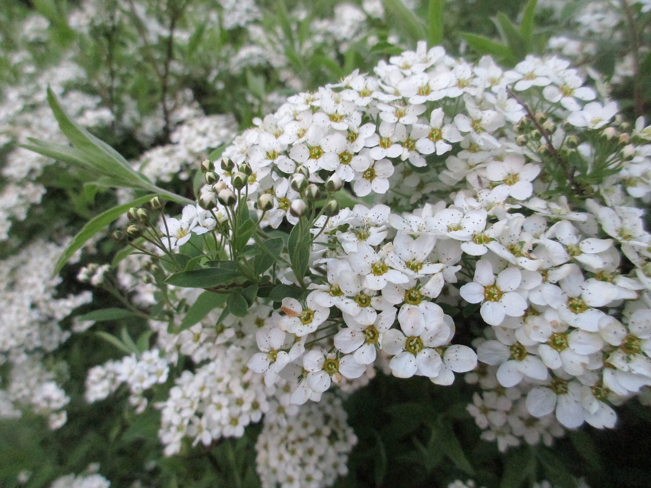 spring flowers spirea free photo