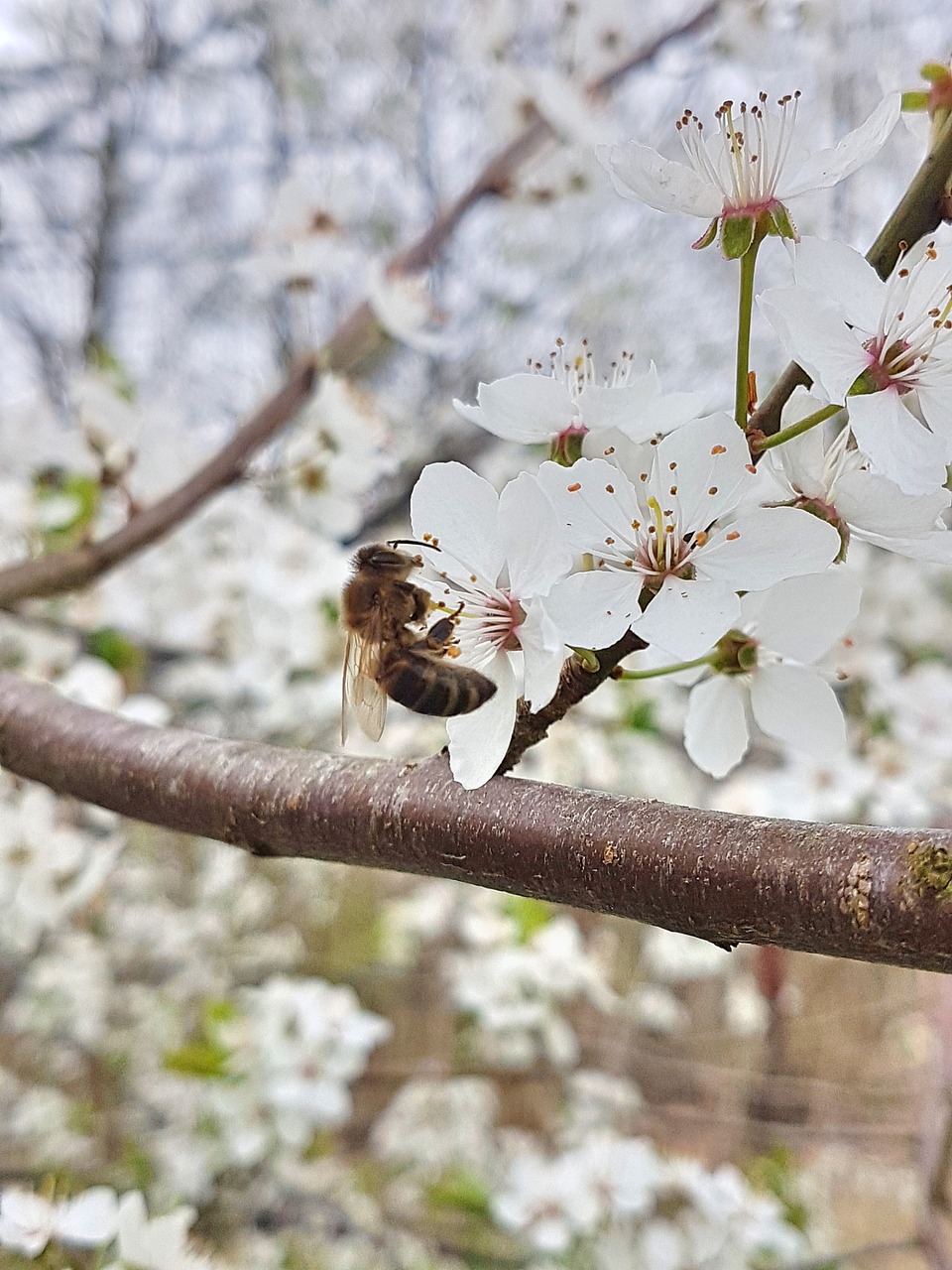 spring bee cherry blossom free photo