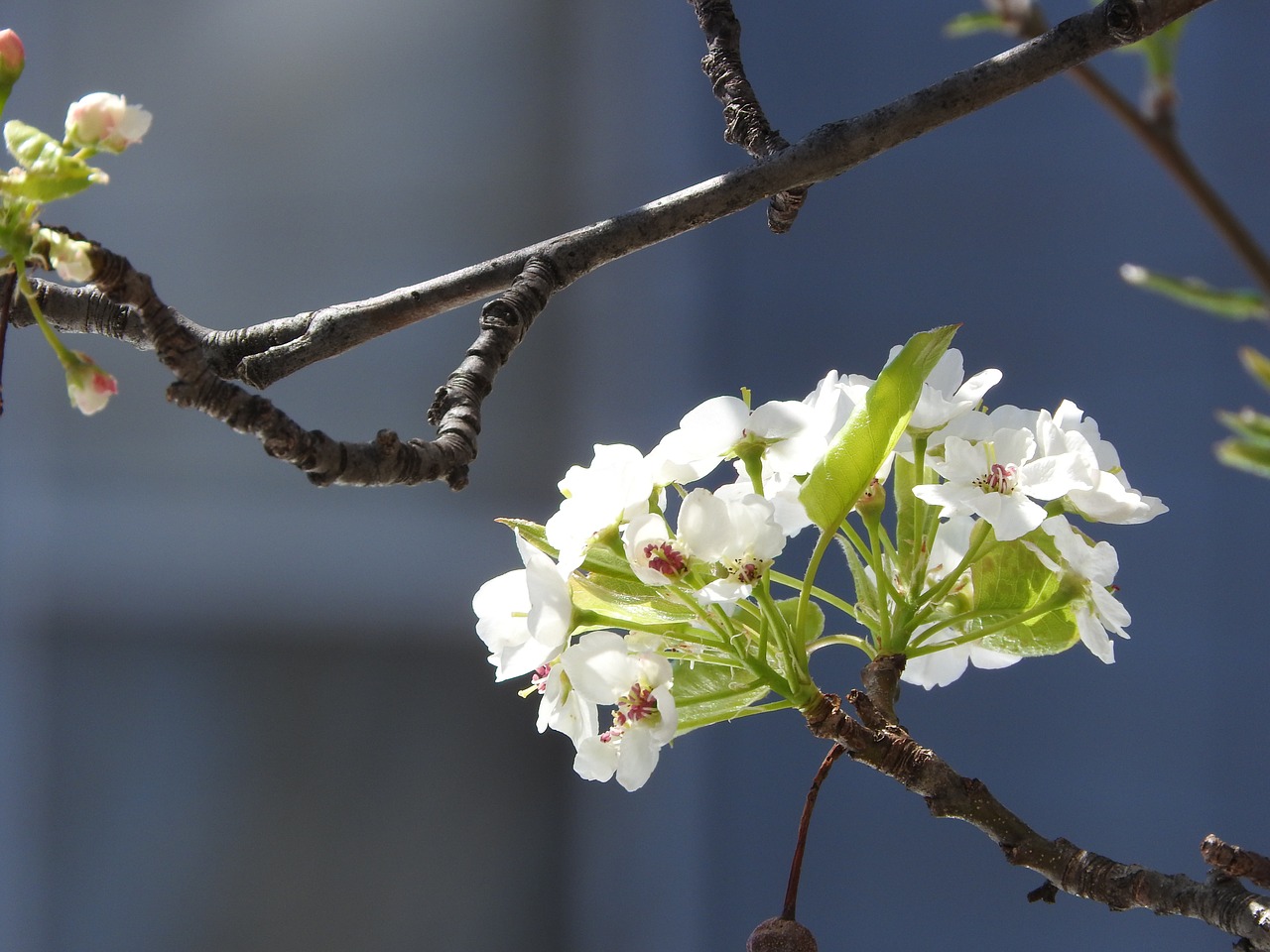 spring nature flower free photo