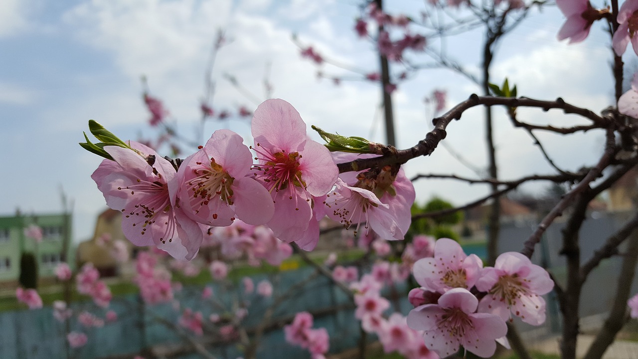 spring ovocny tree flowers free photo