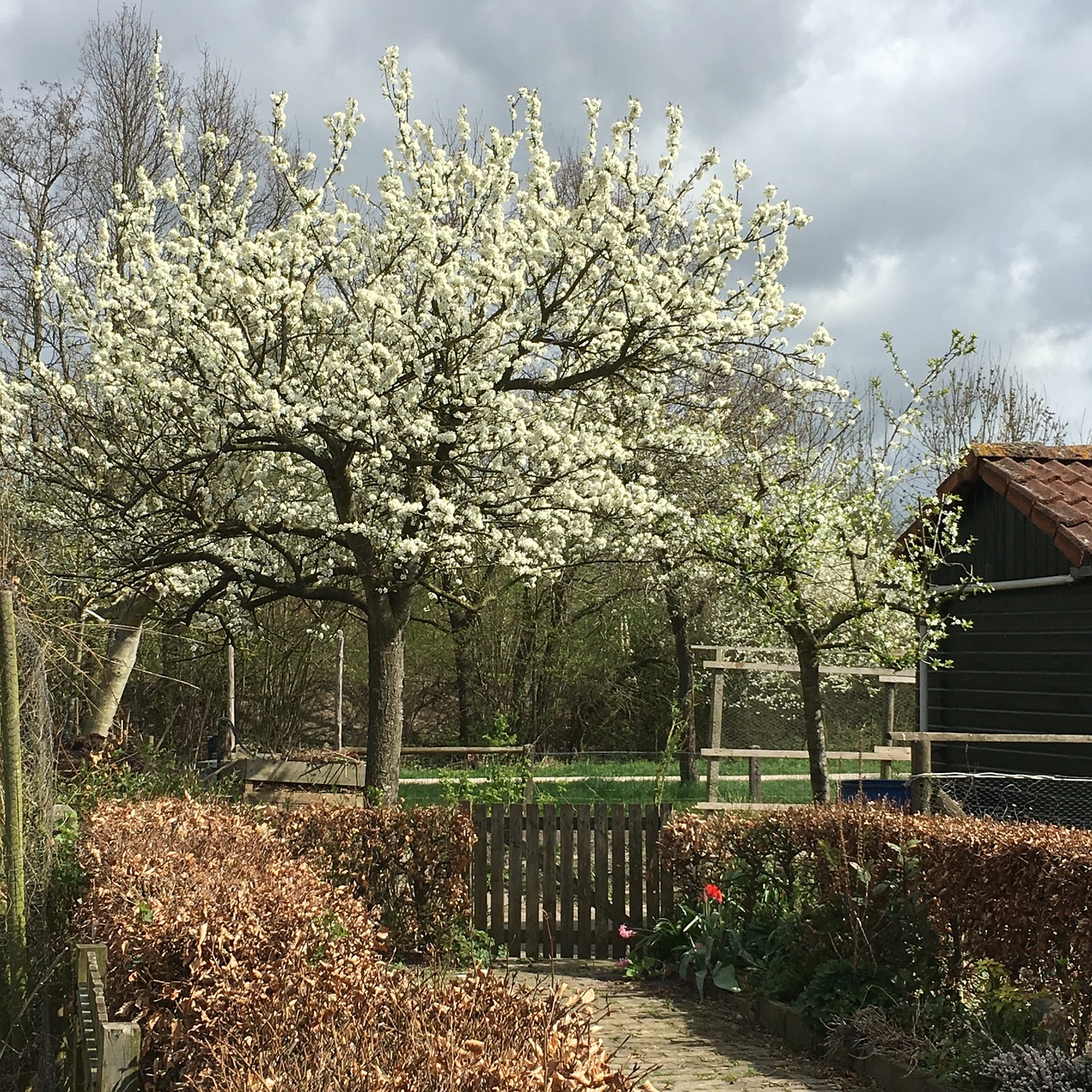 spring blossom tree free photo