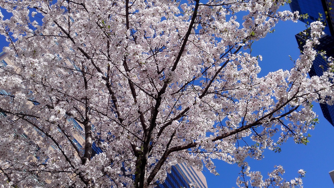 spring cherry blossom sakura free photo