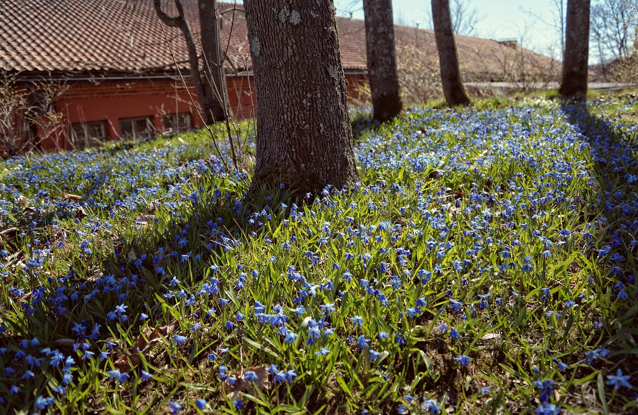 spring tree primula free photo