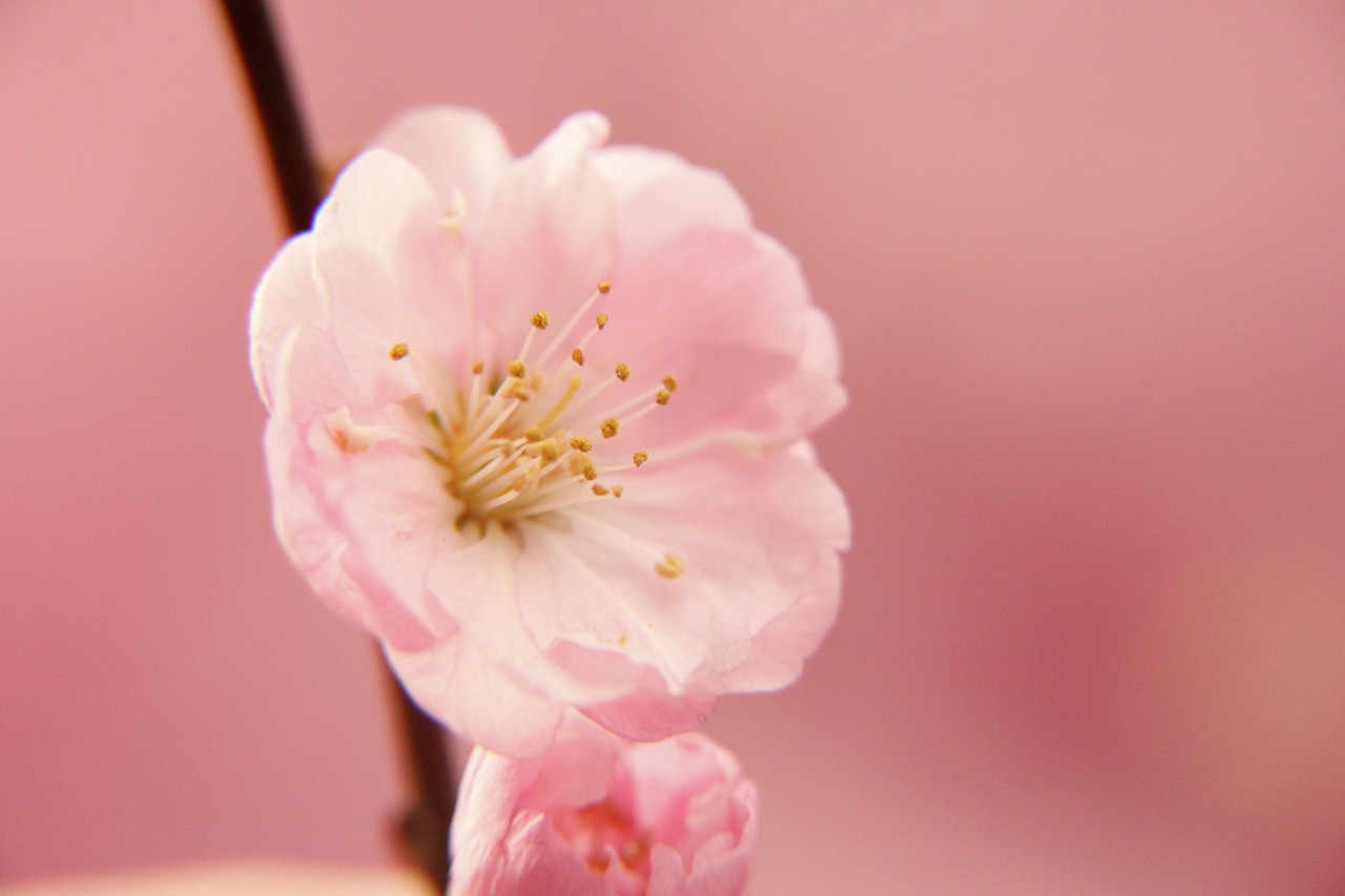 spring flower pink free photo