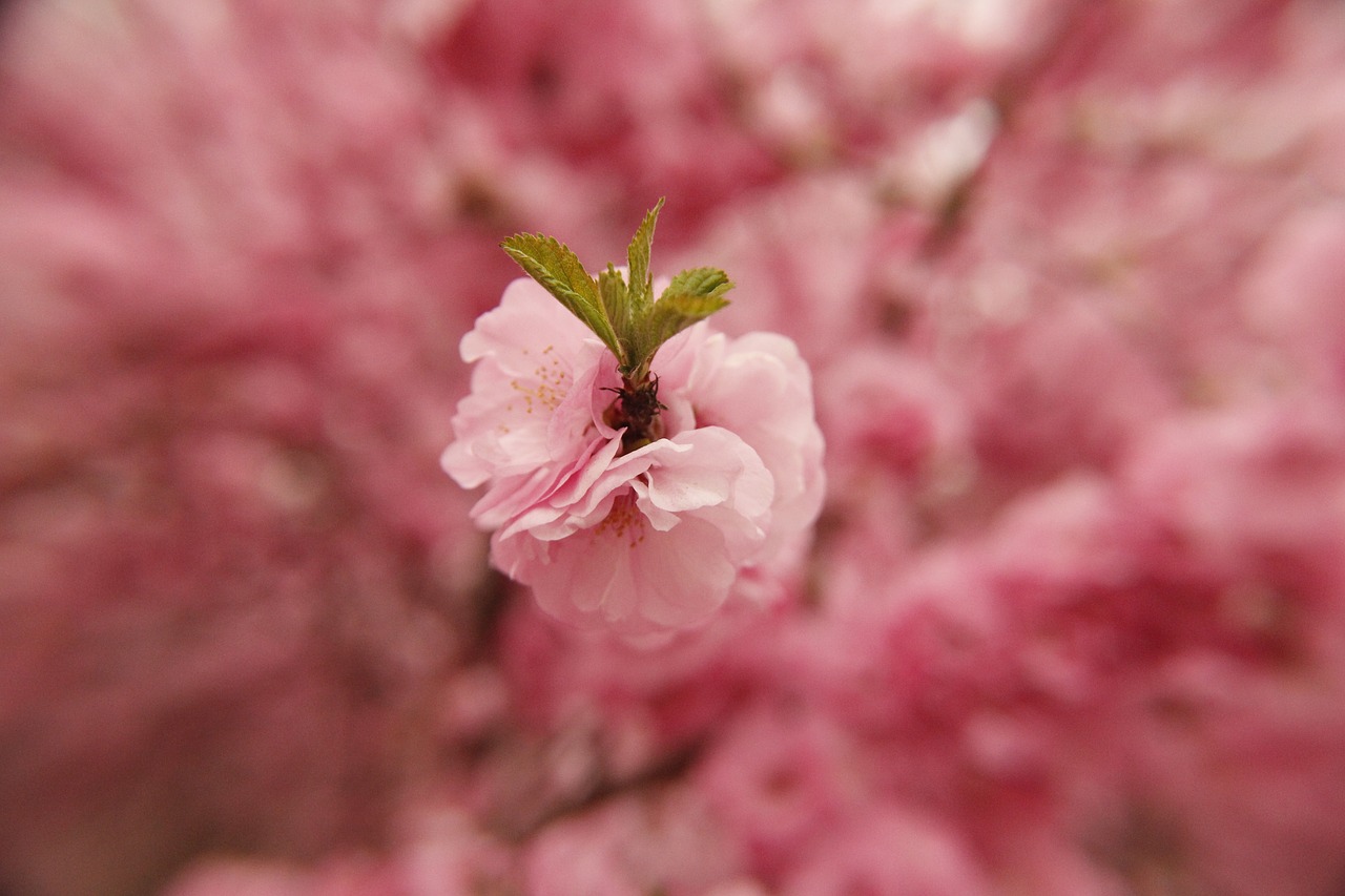 spring flower pink free photo