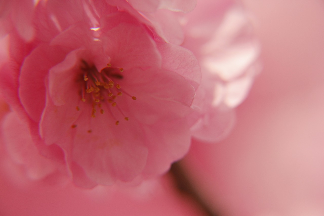 spring flower pink free photo