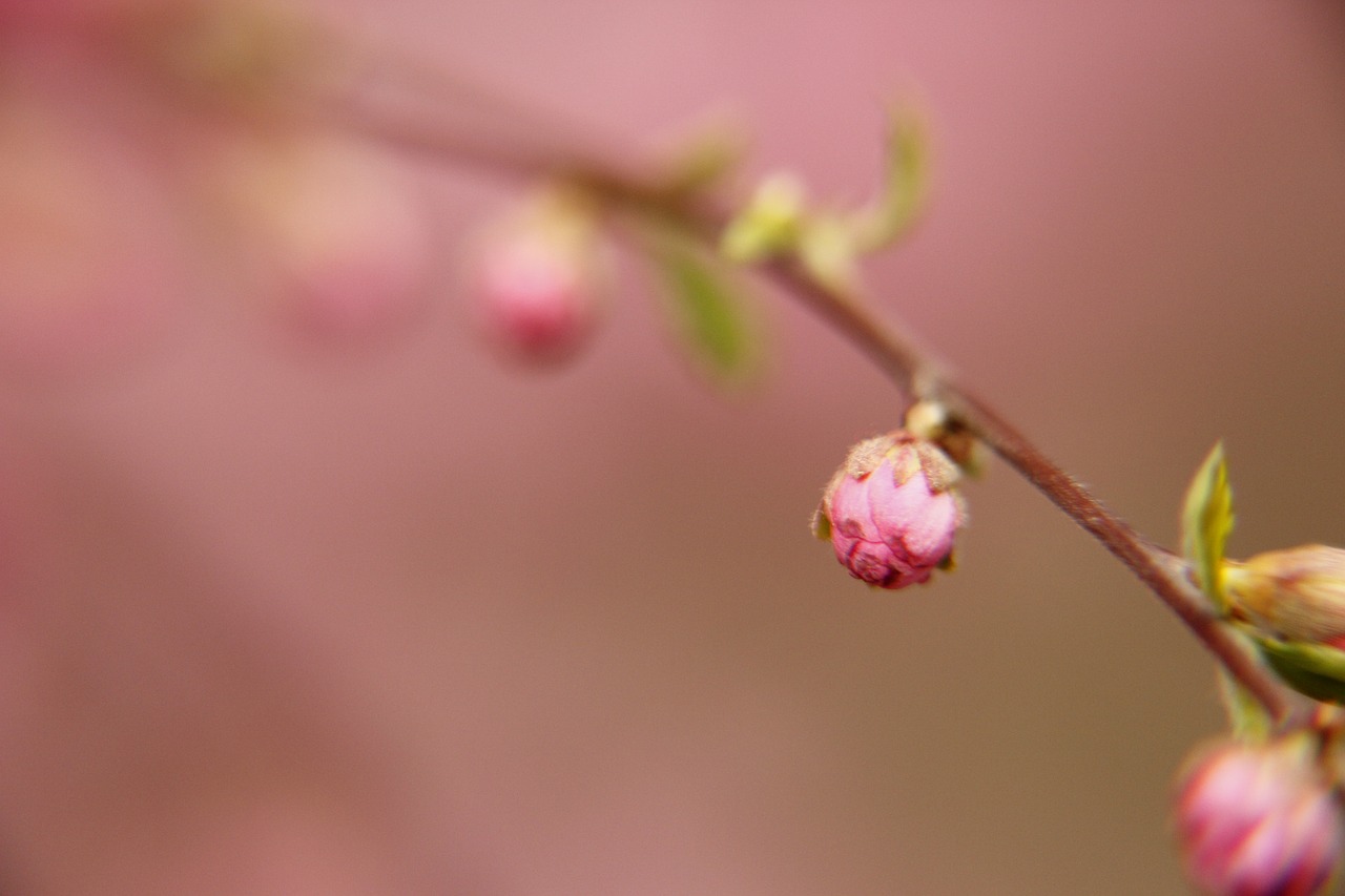 spring flower pink free photo