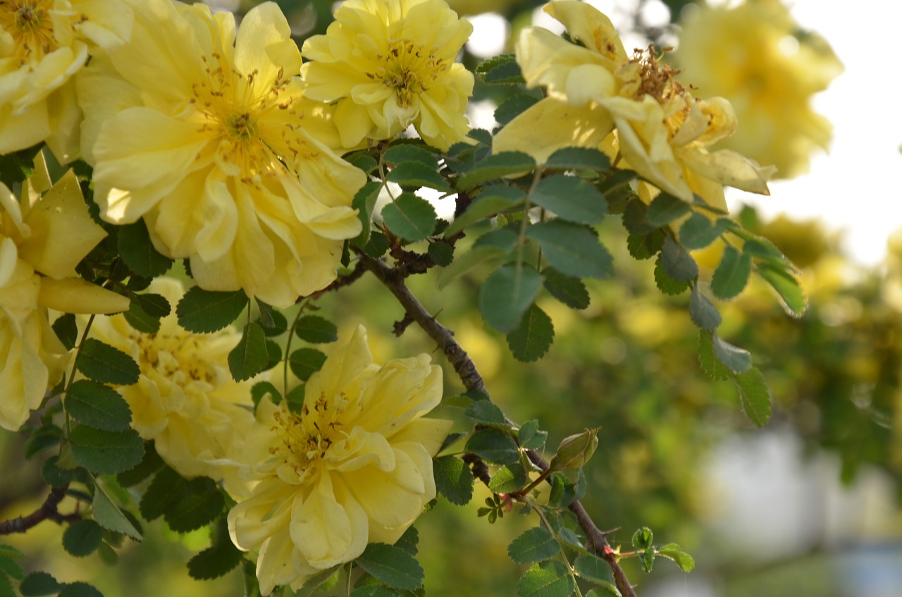 spring yellow flowers near free photo