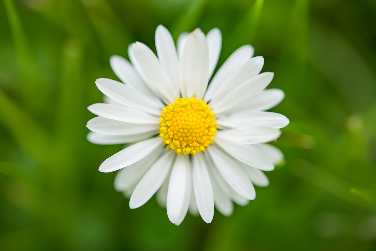 spring daisy blossom free photo