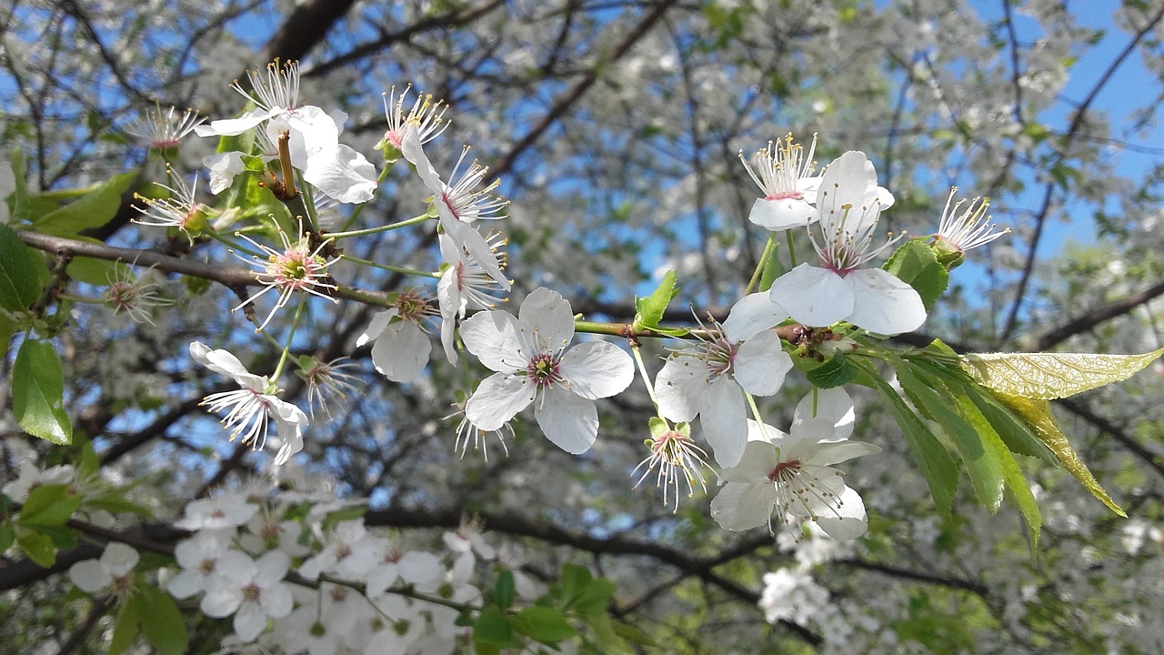 spring white flower flowers free photo