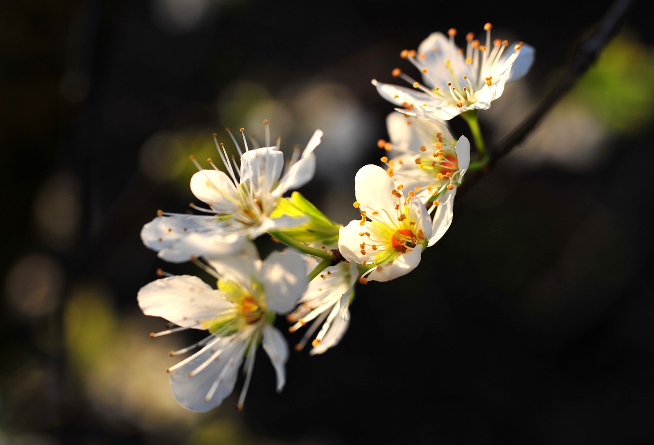 spring bloom cherry free photo