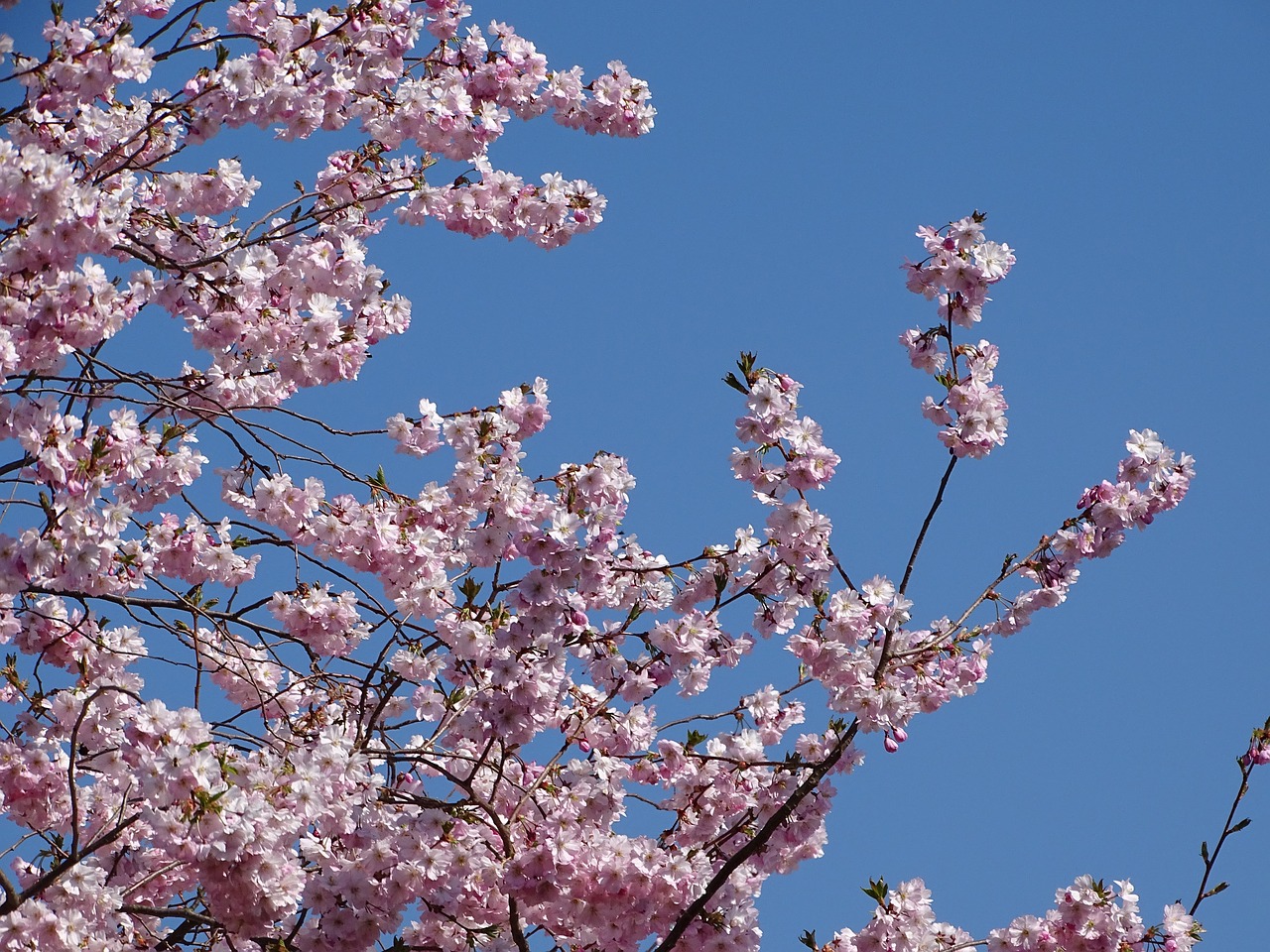 spring nature flowers free photo