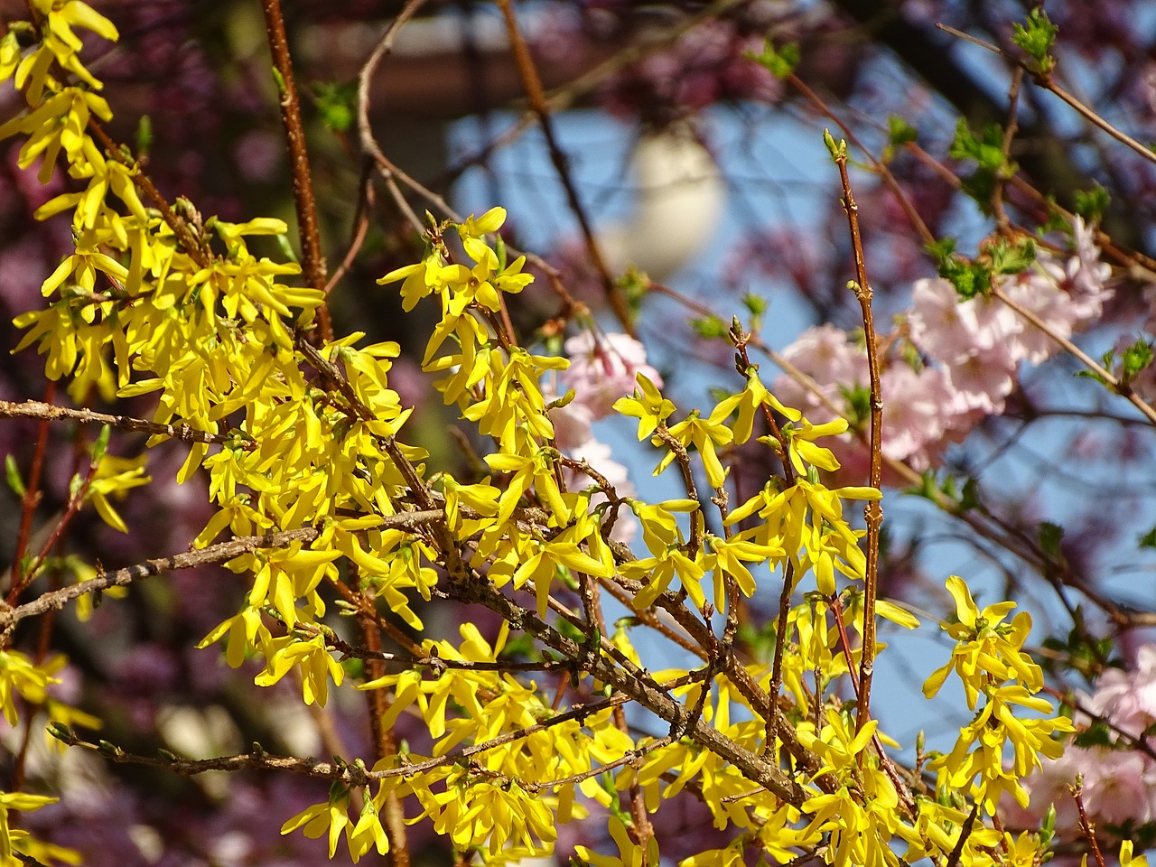 spring nature flowers free photo