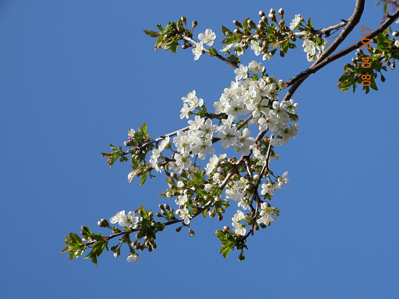 spring nature flowers free photo