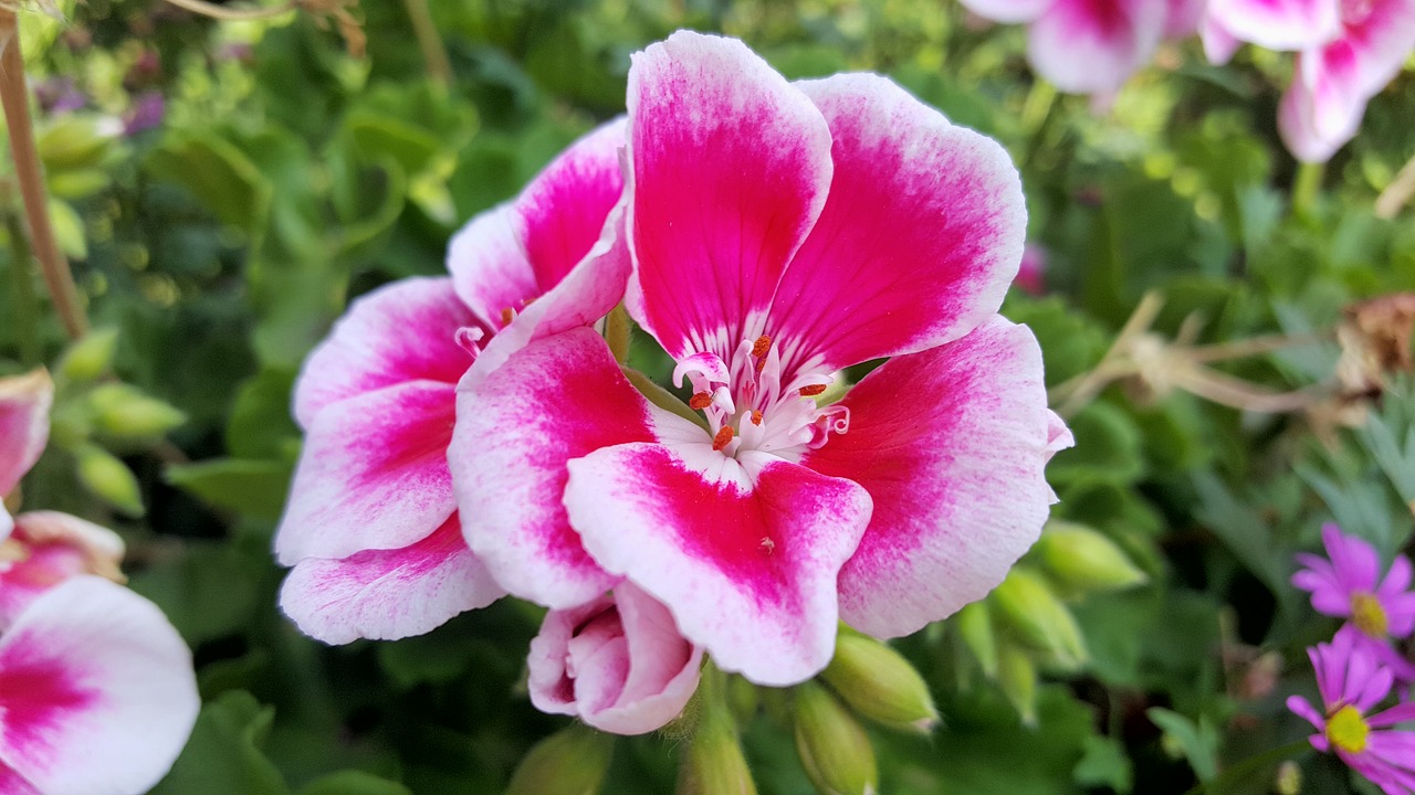 spring flowers geranium free photo