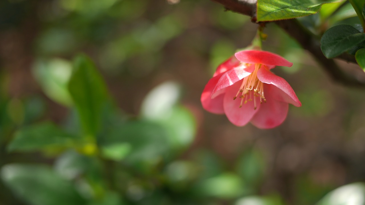 spring flower open free photo