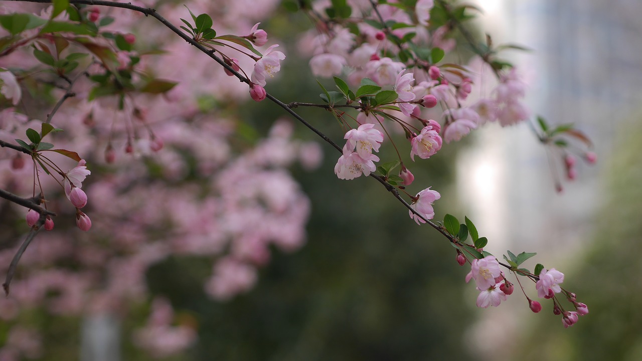 spring flower open free photo