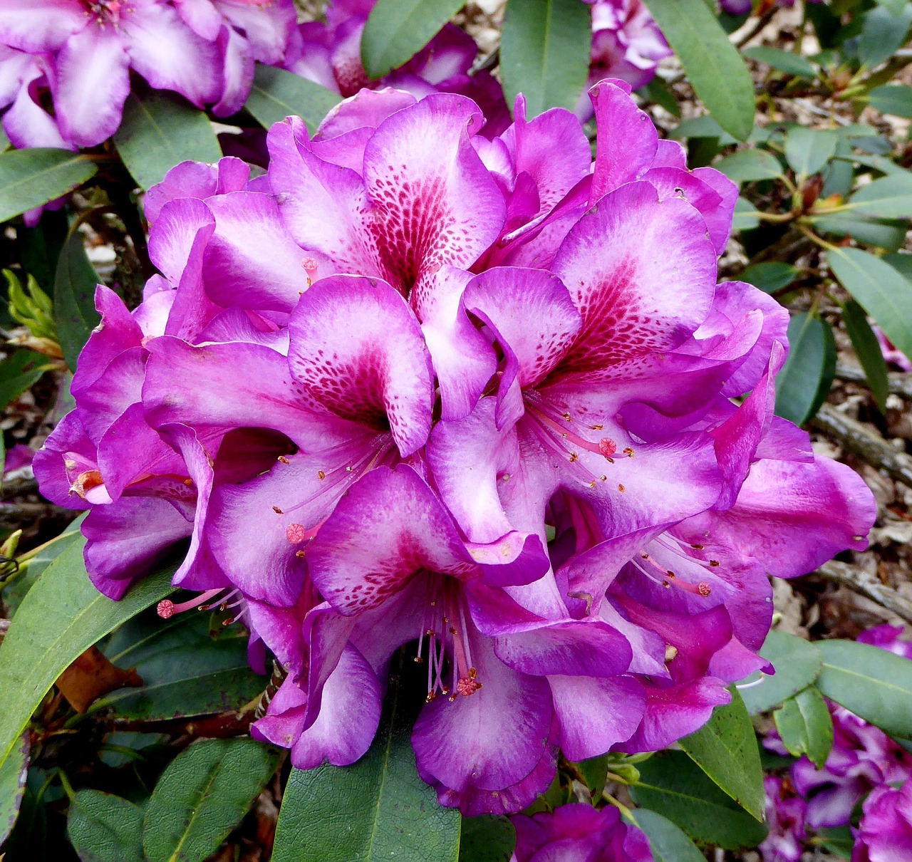 spring rhododendron blossom free photo