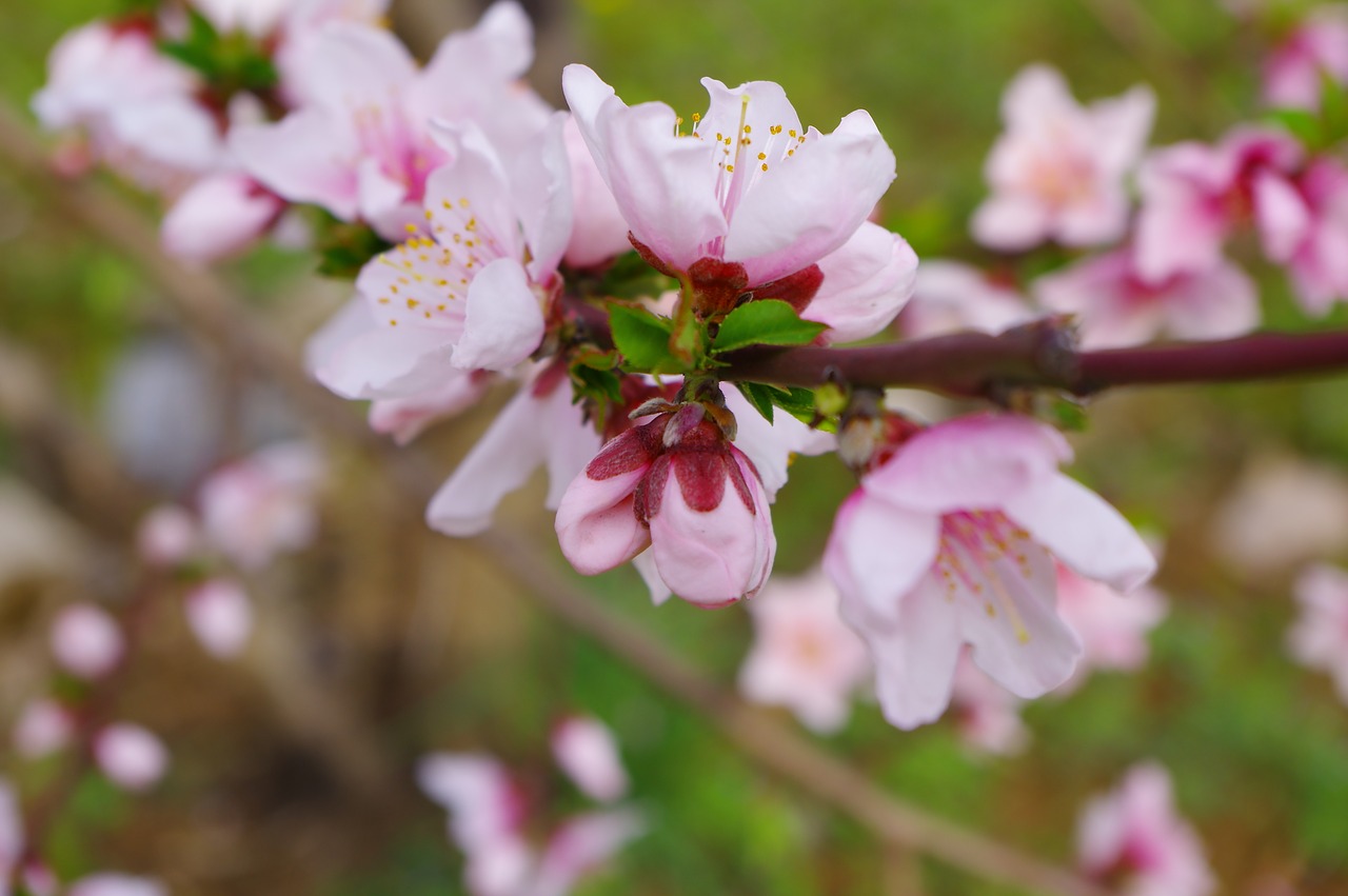 spring flower pink free photo