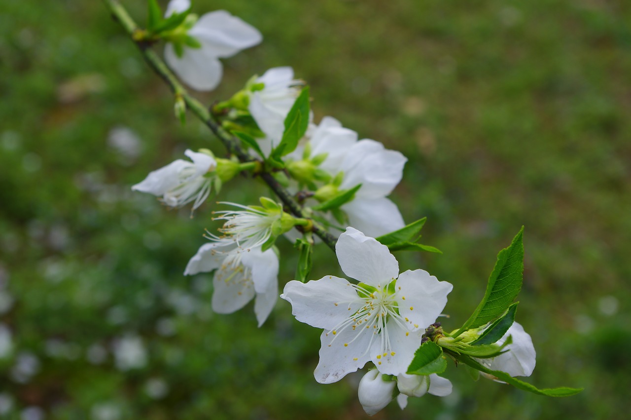 spring flower white free photo