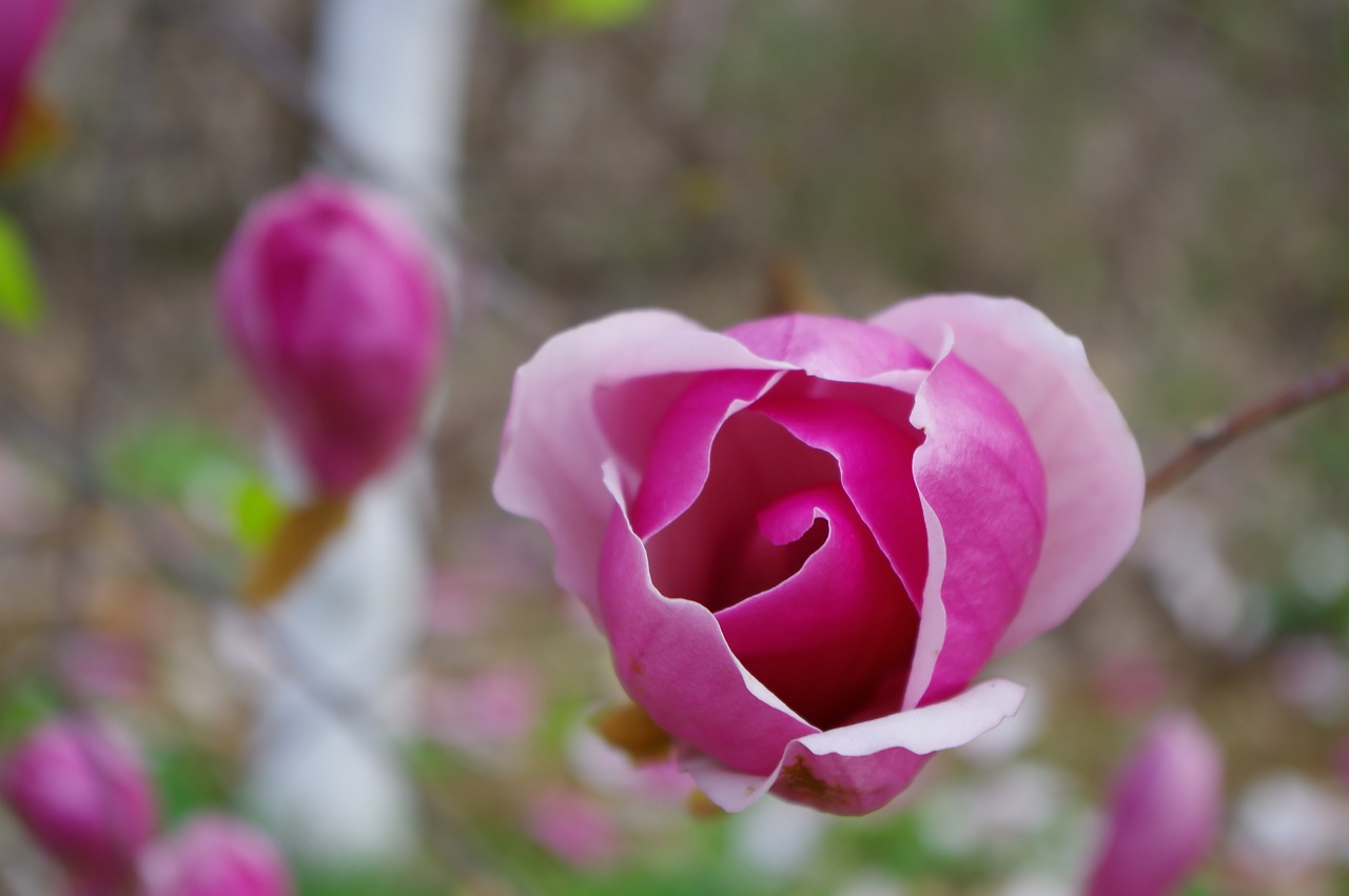 spring wide magnolia pink free photo
