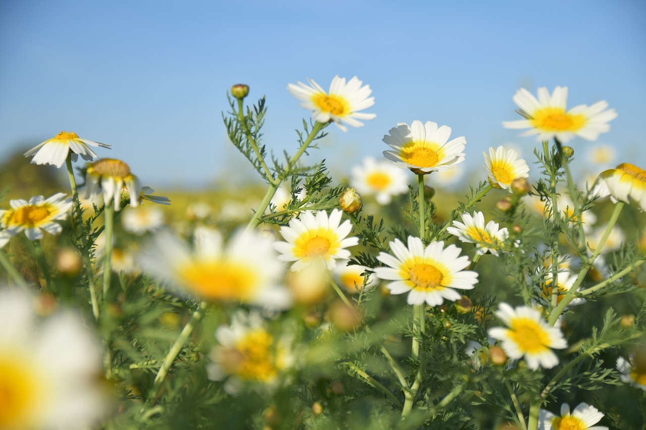 spring daisy flowers free photo