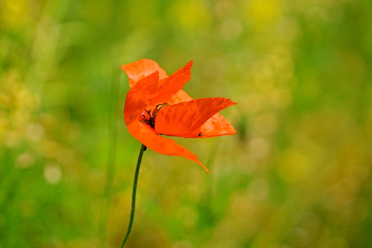 spring meadow spring flower free photo