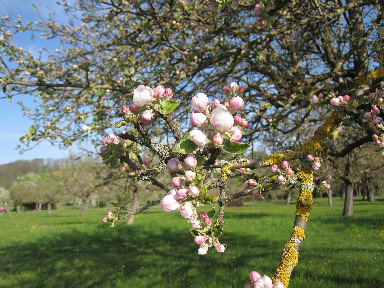 spring tree apple blossom free photo