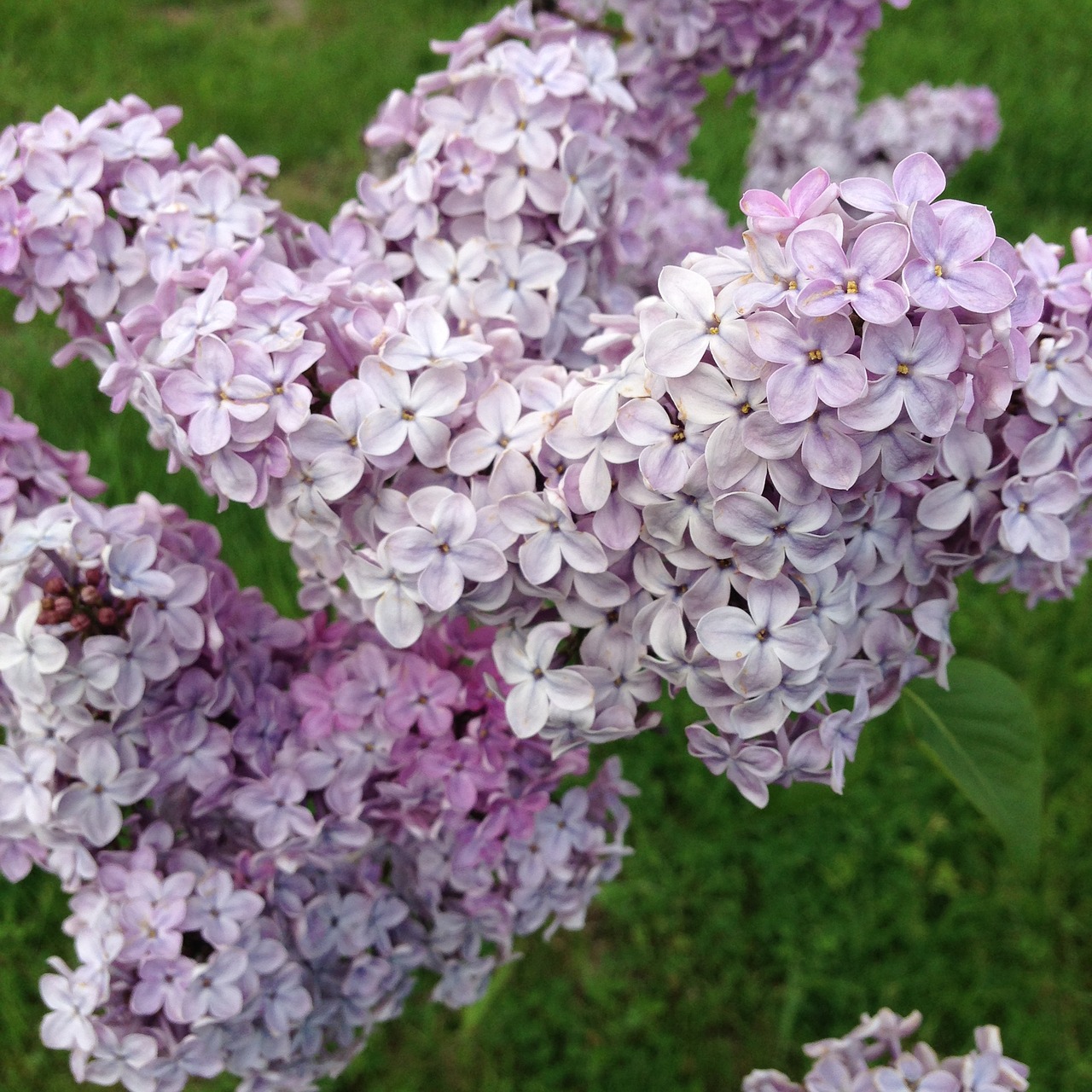 spring lilac flowers free photo