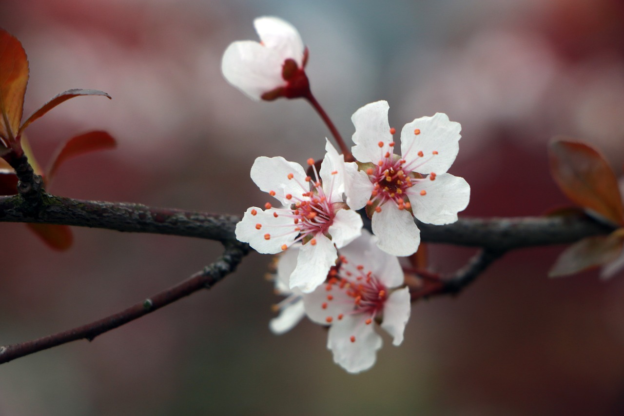 spring flower lee flowers free photo