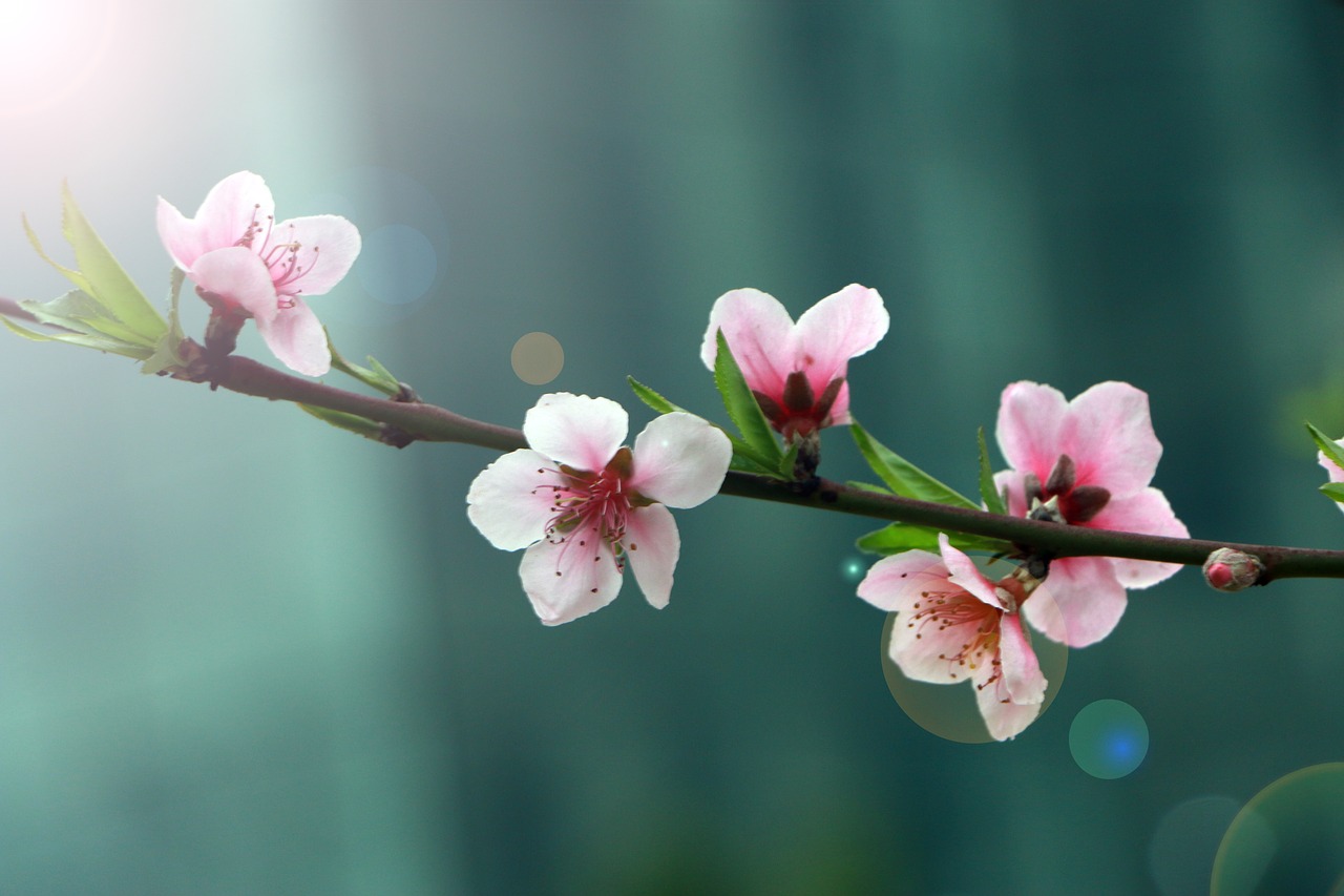 spring flower peach blossom free photo