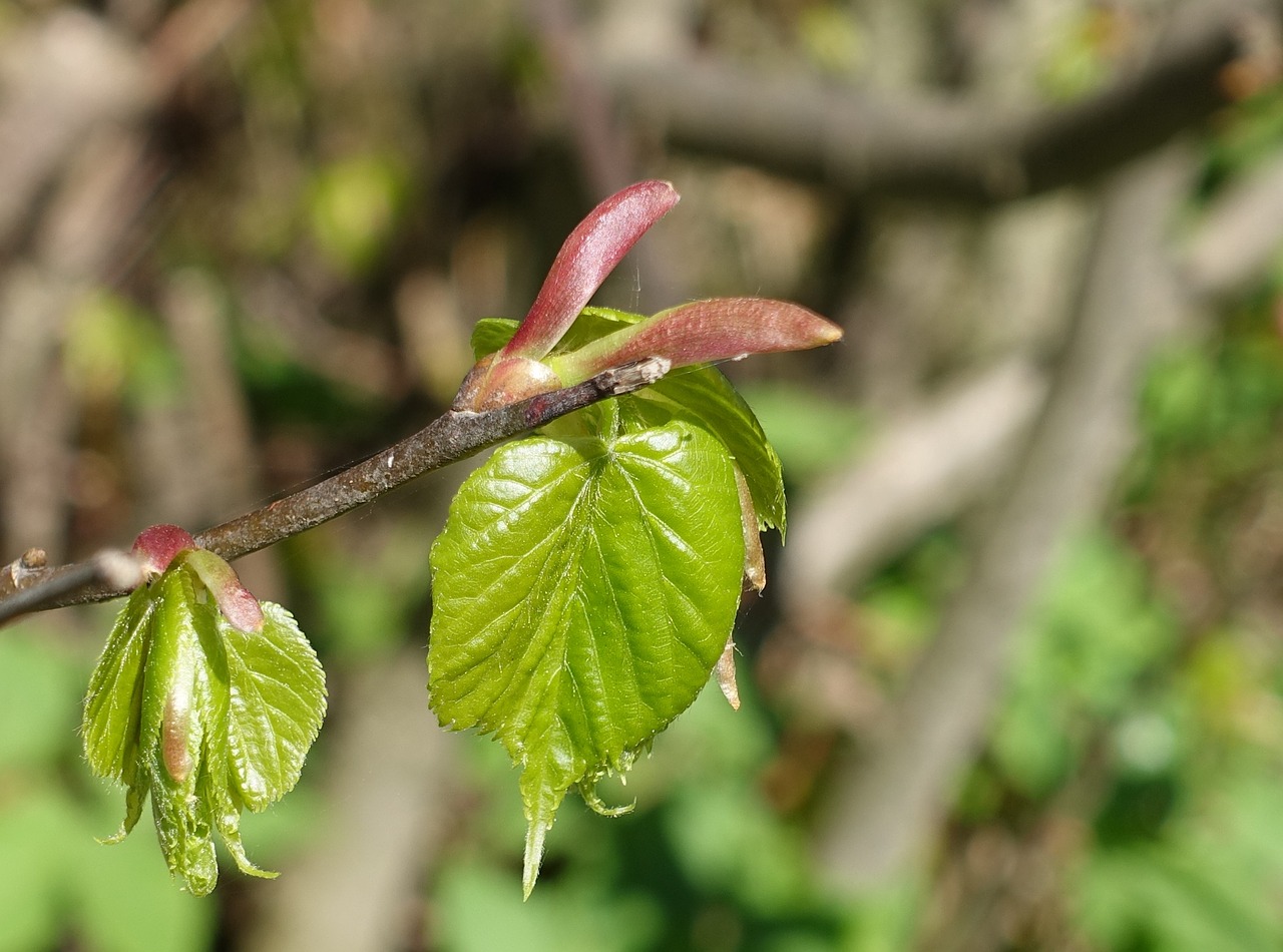 spring leaf bud free photo