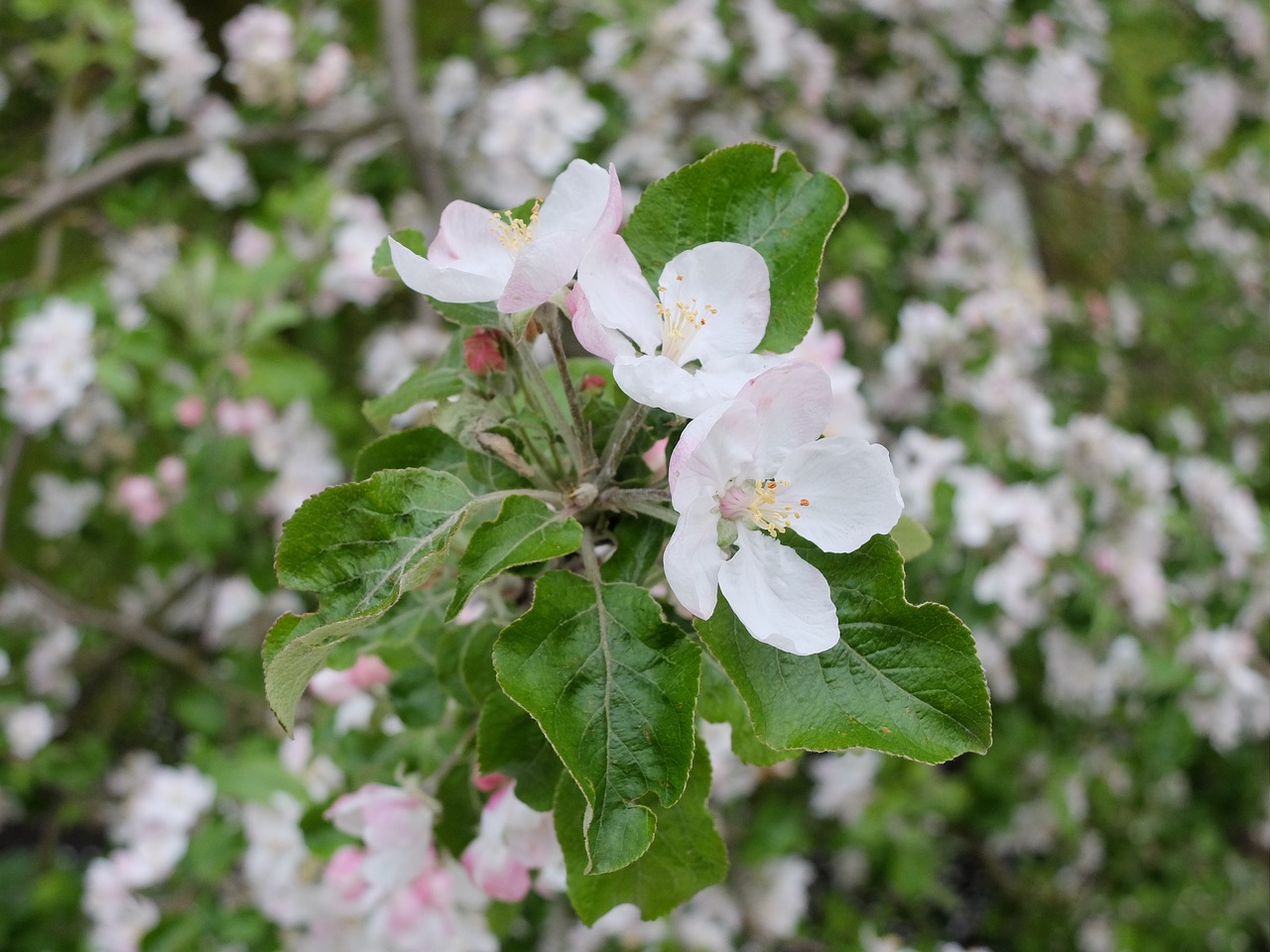 spring june apple free photo