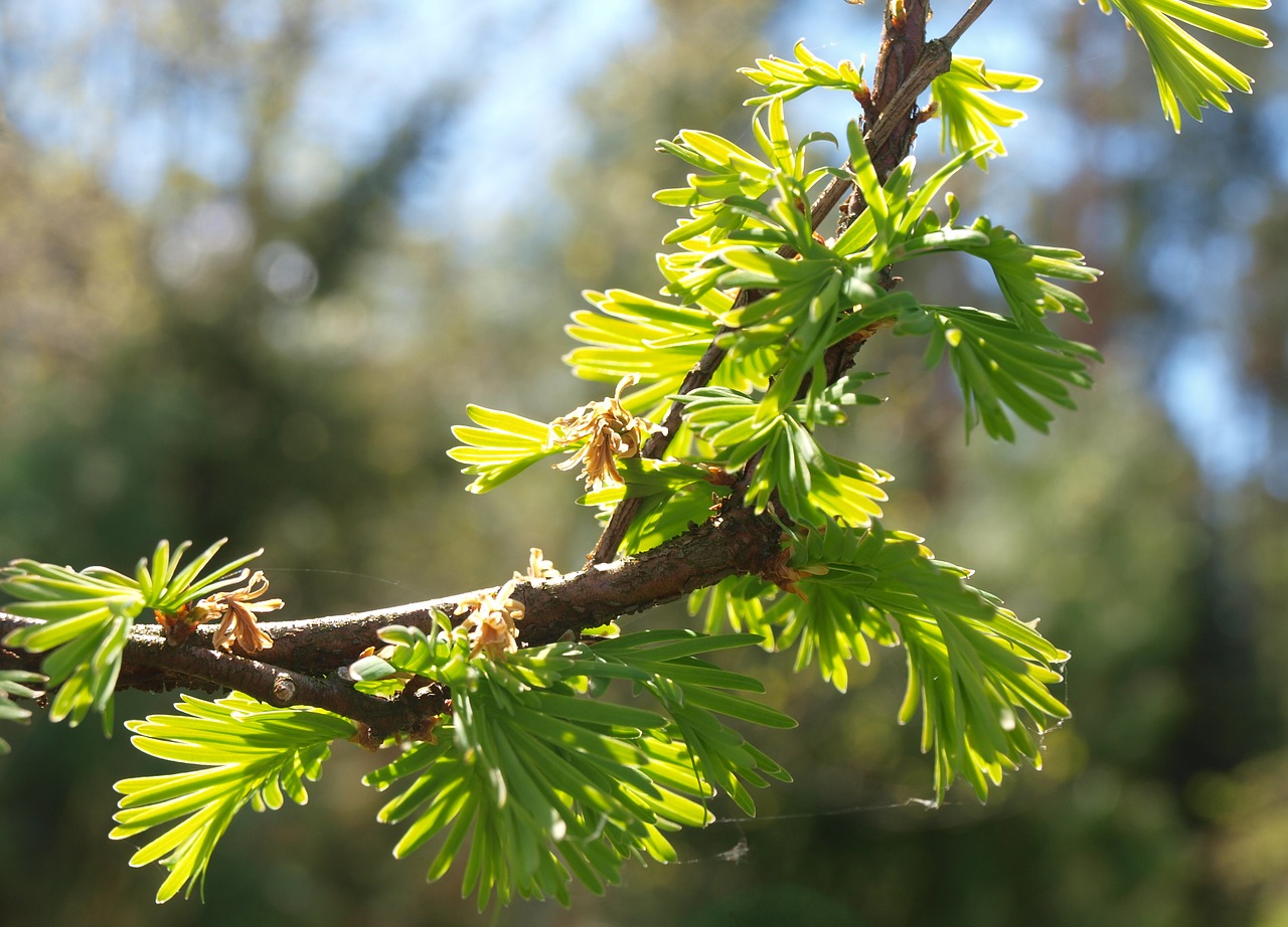 spring tree sprig free photo