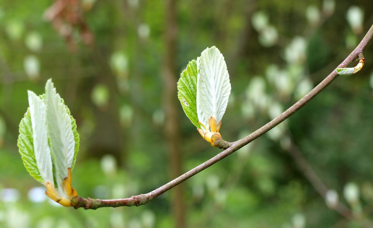 spring tree branch free photo