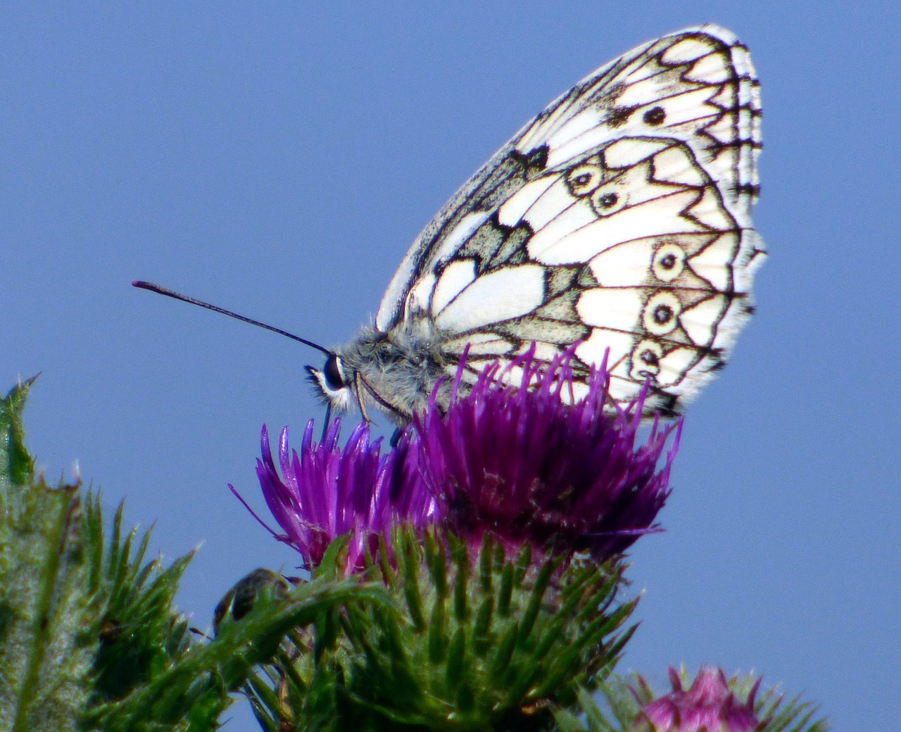 spring butterfly sky free photo