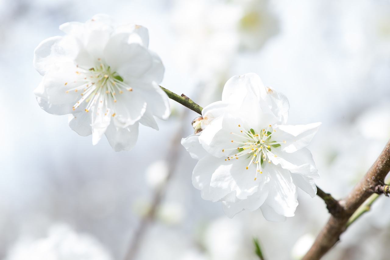 White blossoms