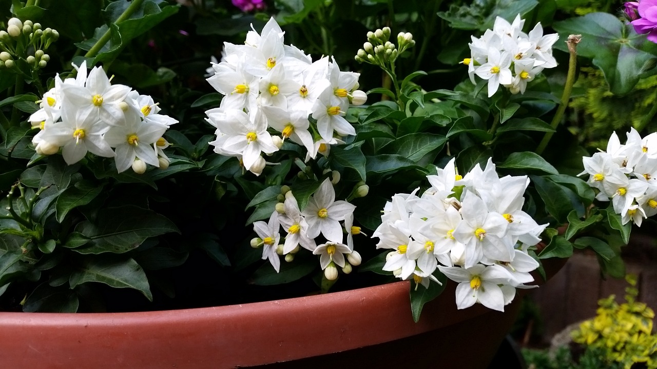 spring white flowers free photo