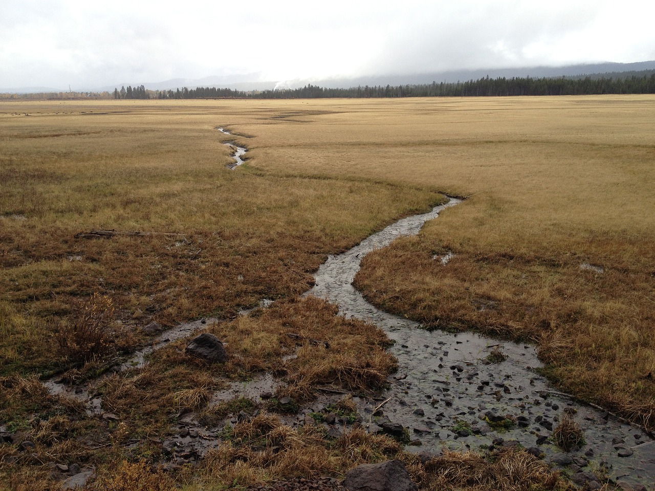 spring meadow water free photo