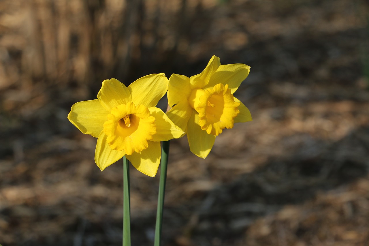 spring easter lilies paaslelie free photo