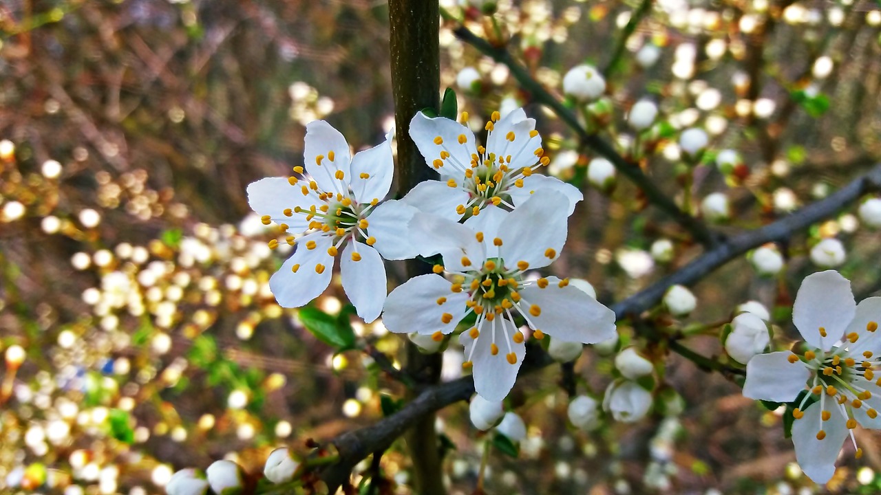 spring nature green free photo