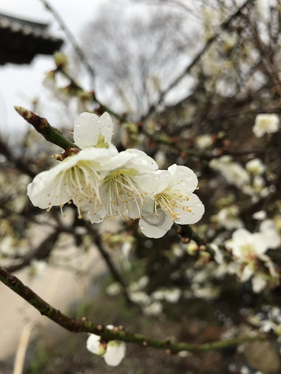 spring pear flowers free photo