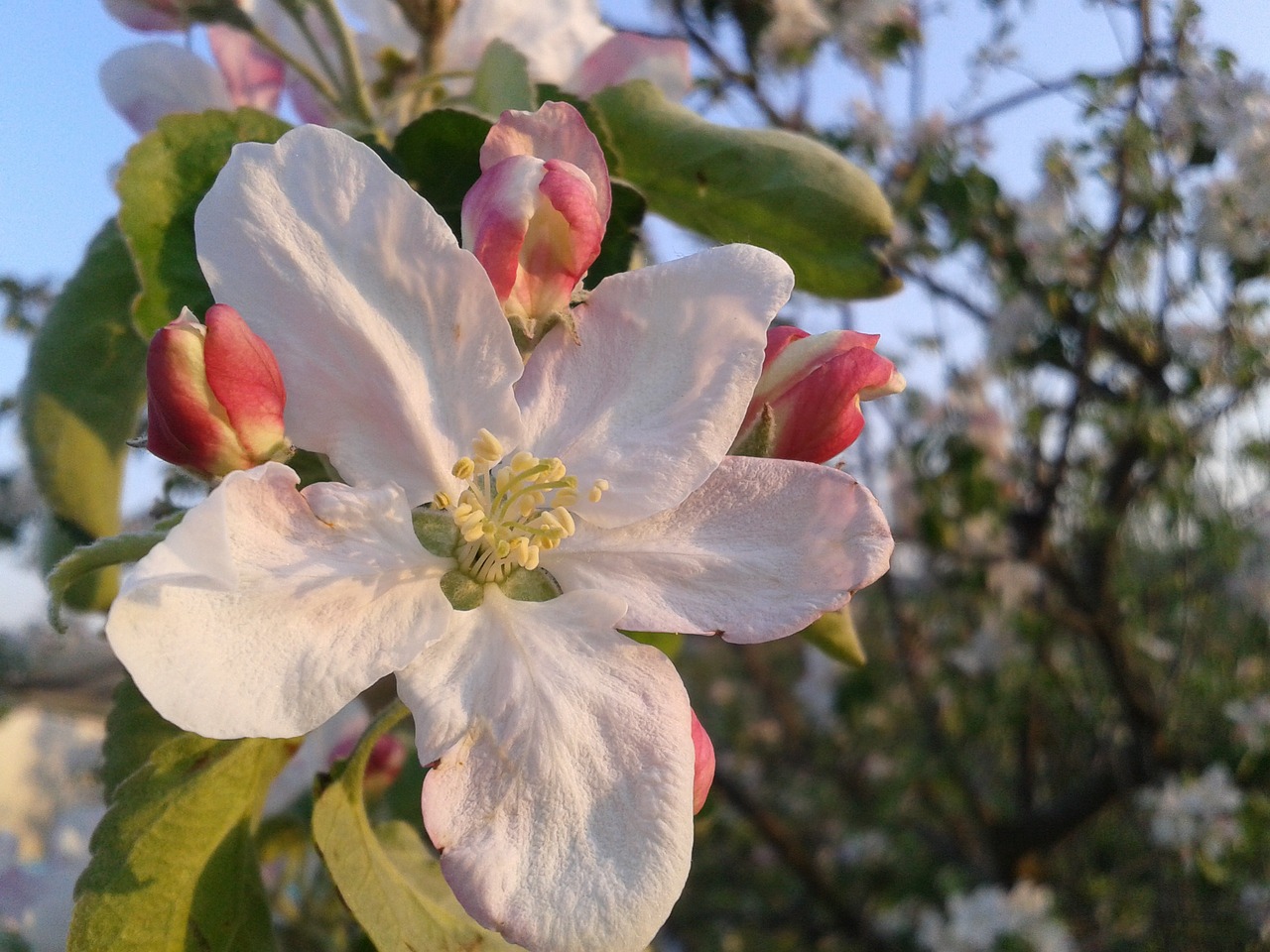 spring color flower free photo