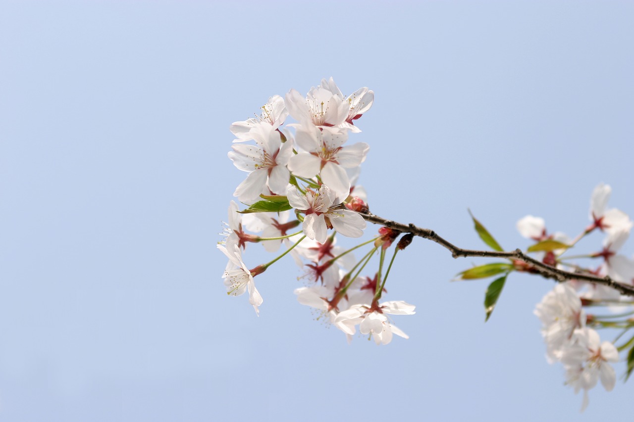 spring cherry blossom sky free photo