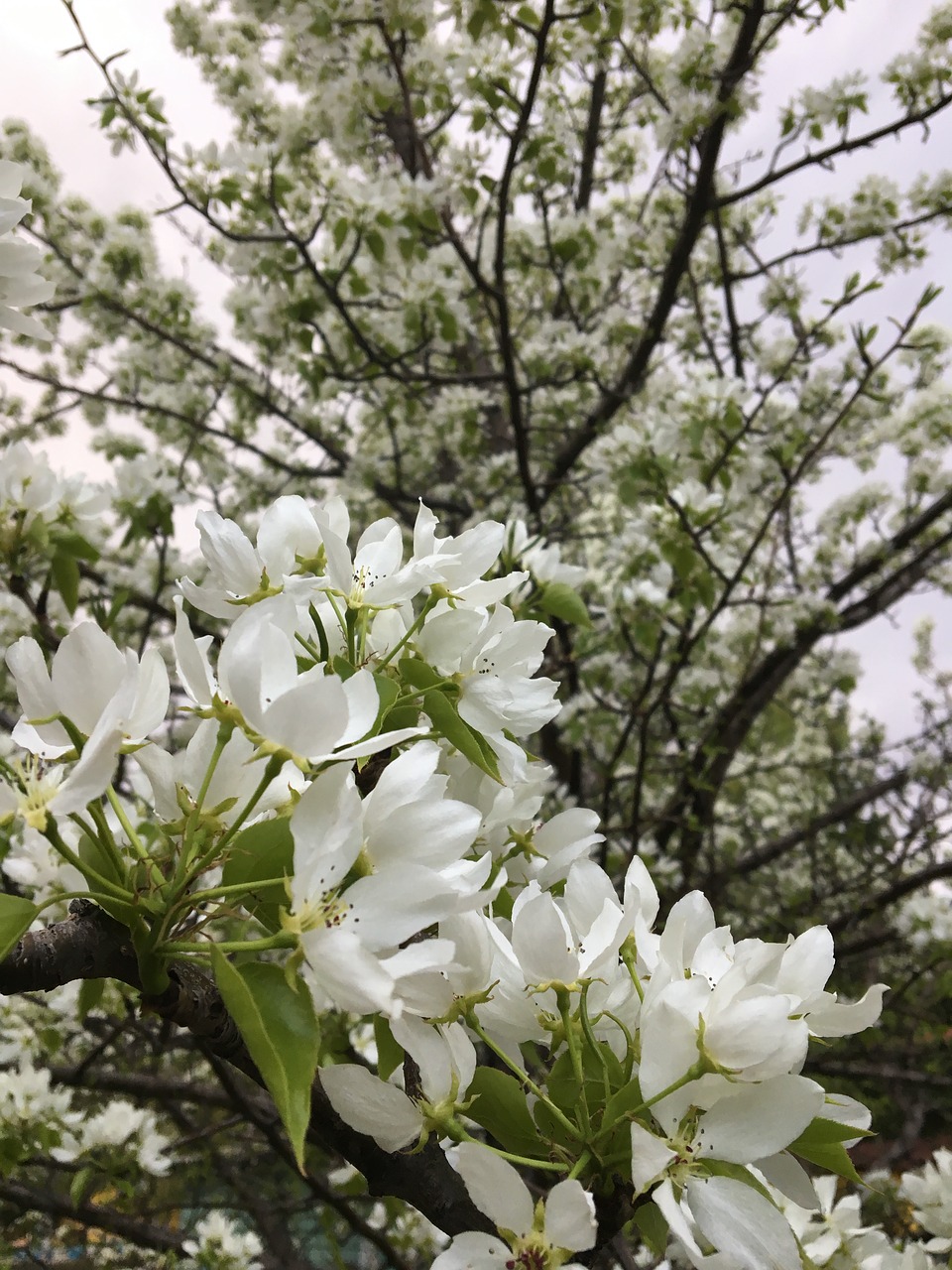 spring blooming apple tree apple blossoms free photo