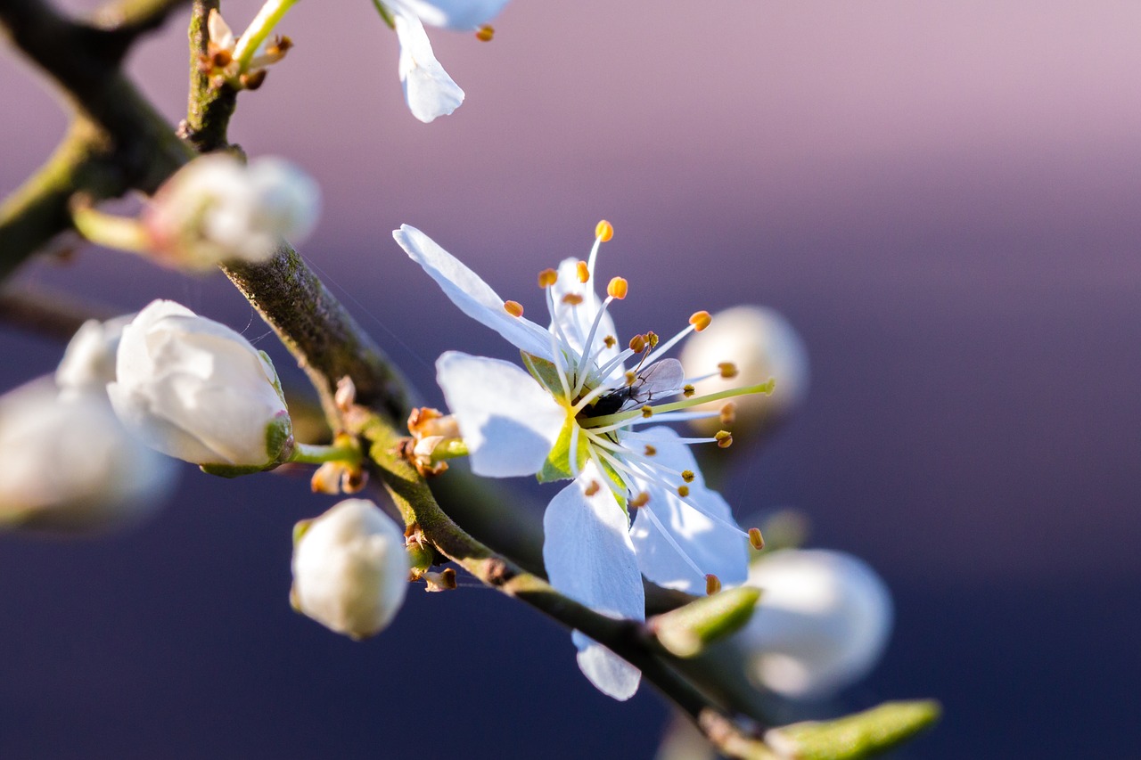 spring blossom bloom free photo