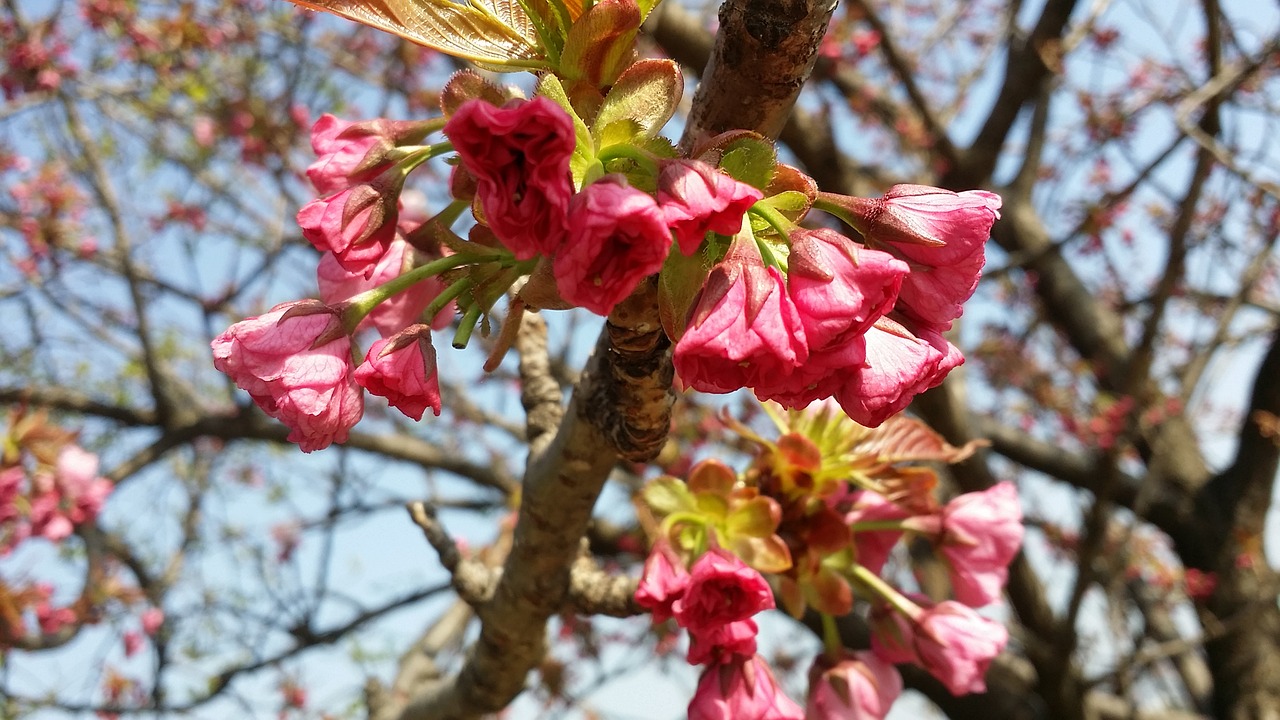 spring flowers bright free photo