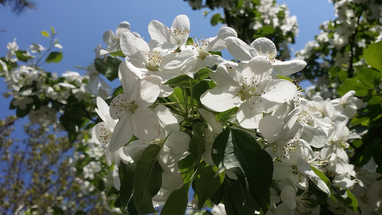 spring flowers bright free photo