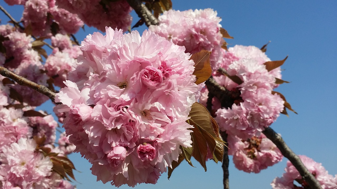 spring flowers cherry flowers free photo